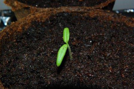 Технология осуществления подкормки рассады помидоров в домашних условиях