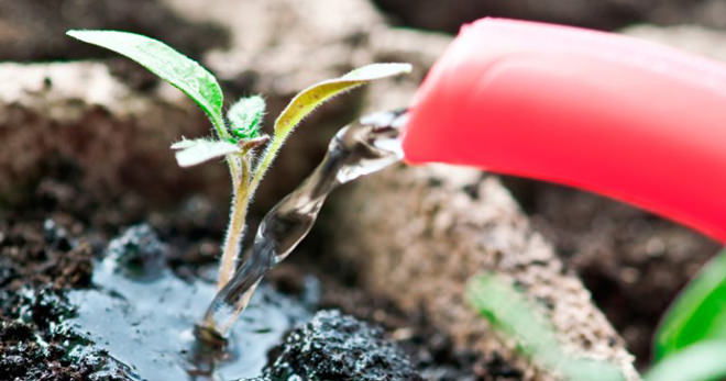 Технология осуществления подкормки рассады помидоров в домашних условиях