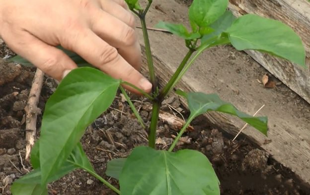 Технология пасынкования перцев в теплице