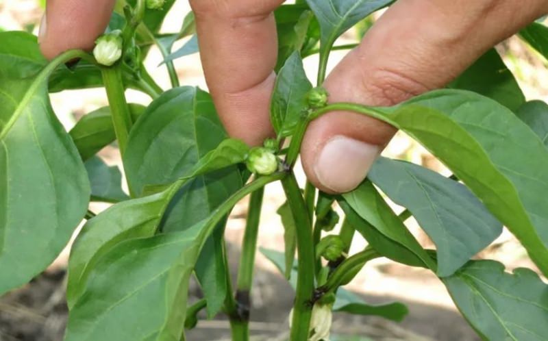 Технология пасынкования перцев в теплице