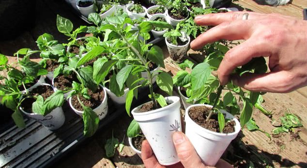 Технология пасынкования перцев в теплице