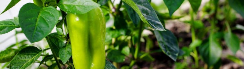 Технология пасынкования перцев в теплице