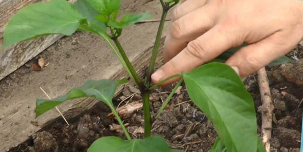 Технология пасынкования перцев в теплице