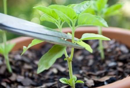 Технология пасынкования перцев в теплице