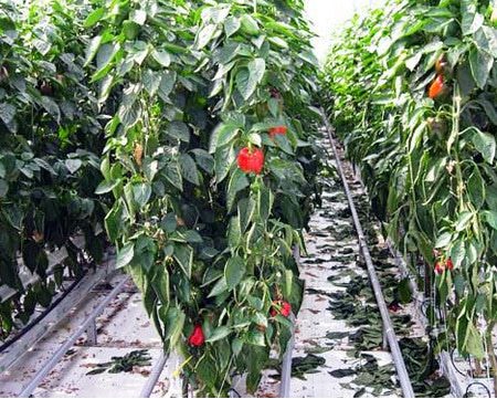 Технология полива перца в теплице из поликарбоната