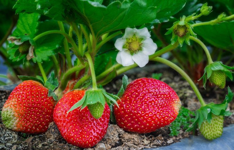 Технология посадки и обработки клубники ранней весной