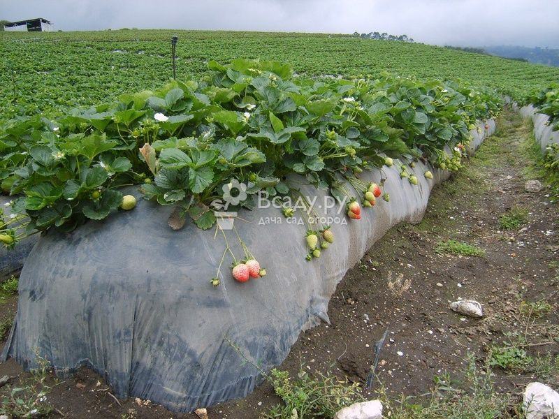 Технология посадки и выращивания клубники