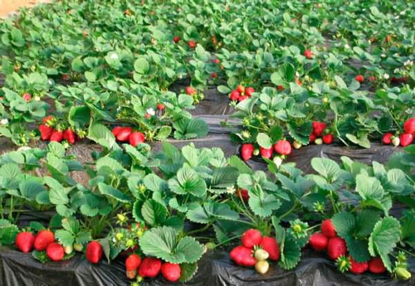 Технология посадки и выращивания клубники