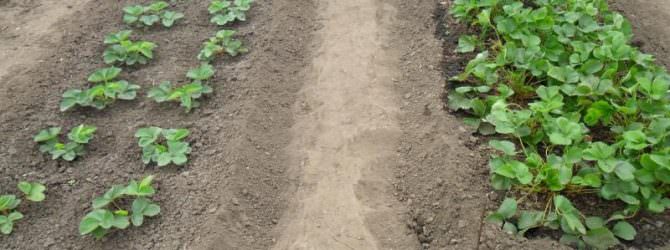 Технология посадки клубники осенью