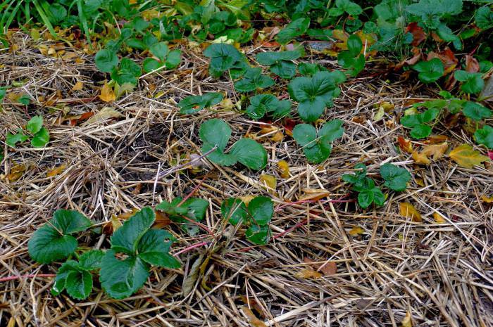 Технология посадки клубники осенью