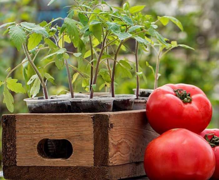 Технология посадки помидоров в феврале