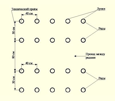 Технология посадки томатов в теплице: расстояние между рядами и саженцами