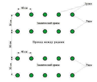 Технология посадки томатов в теплице: расстояние между рядами и саженцами
