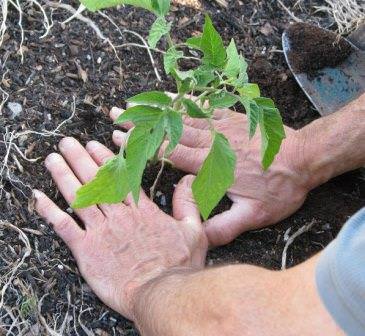 Технология посадки томатов в теплице: расстояние между рядами и саженцами