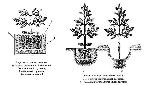 Технология посадки томатов в теплице: расстояние между рядами и саженцами