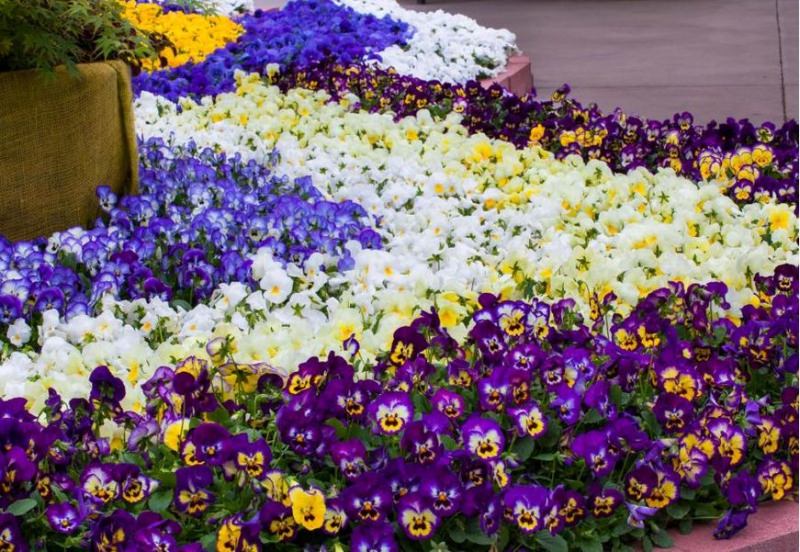 Технология выращивания анютиных глазок из семян