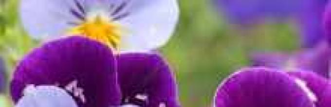 Технология выращивания анютиных глазок из семян