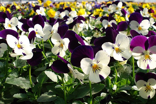 Технология выращивания анютиных глазок из семян