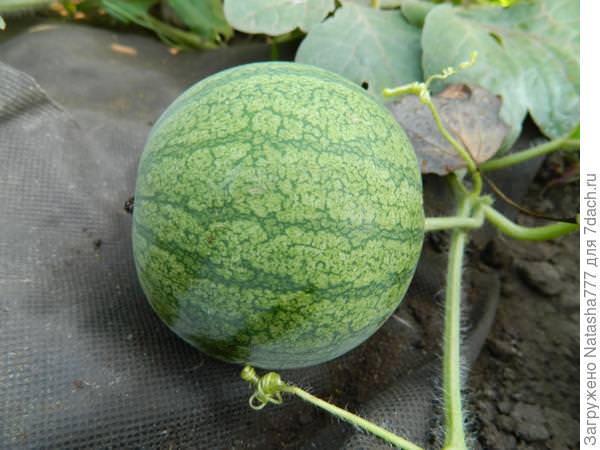 Технология выращивания арбузов в подмосковье