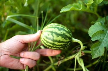 Технология выращивания арбузов в подмосковье
