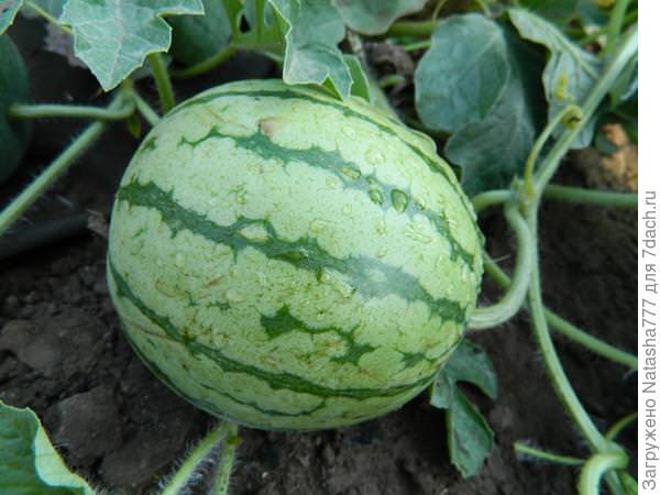 Технология выращивания арбузов в подмосковье