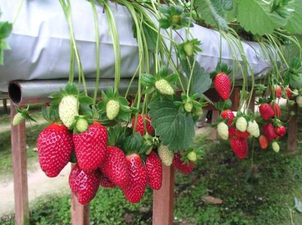 Технология выращивания клубники в трубах пвх и мешках
