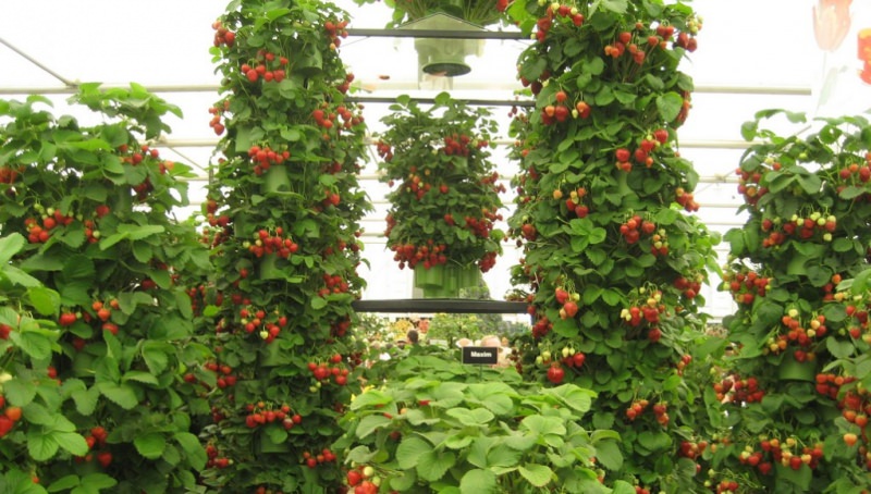 Технология выращивания клубники в трубах пвх и мешках