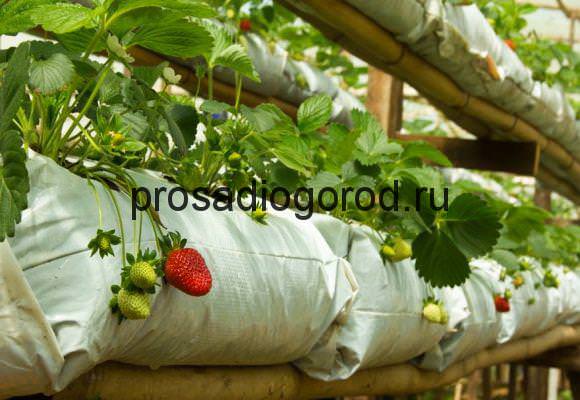 Технология выращивания клубники в трубах пвх и мешках