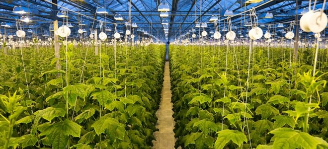 Технология выращивания огурцов в теплице