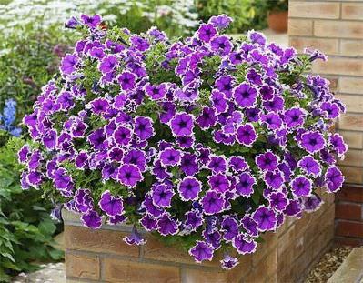 Технология выращивания петунии