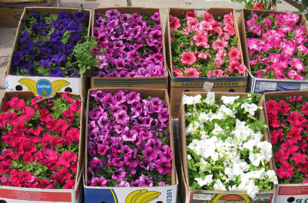 Технология выращивания петунии