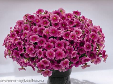 Технология выращивания петунии