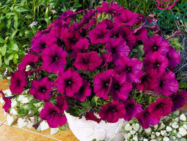 Технология выращивания петунии