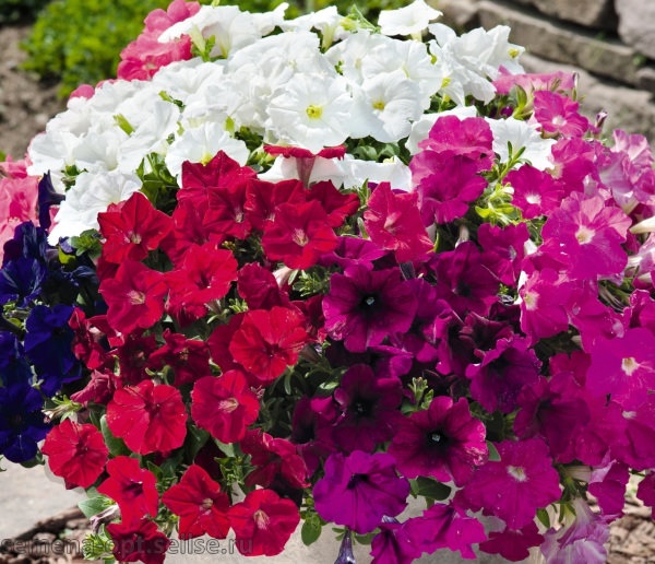 Технология выращивания петунии