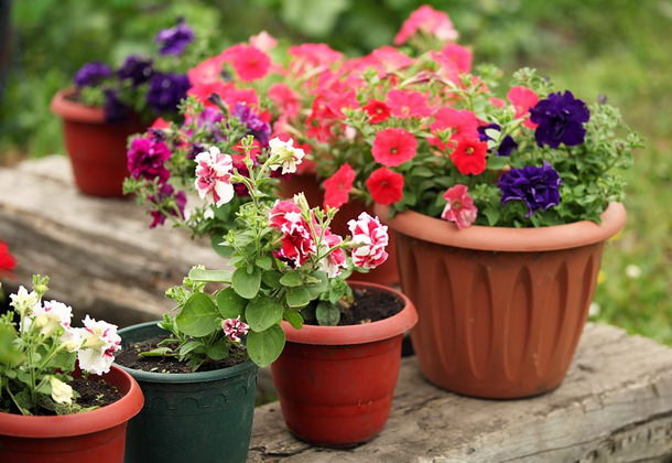 Технология выращивания петунии