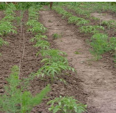 Технология выращивания помидоров в открытом грунте