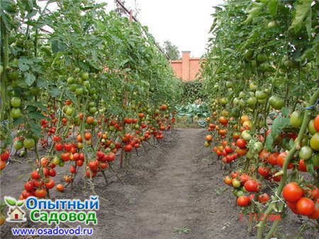 Технология выращивания помидоров в открытом грунте