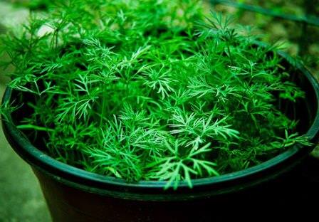 Технология выращивания укропа в открытом грунте и теплице