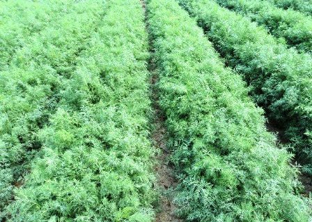 Технология выращивания укропа в открытом грунте и теплице