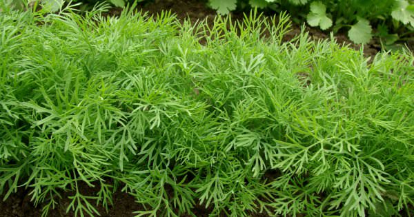 Технология выращивания укропа в открытом грунте и теплице