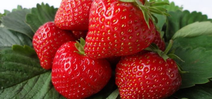 Технология выращивания вьющихся сортов клубники