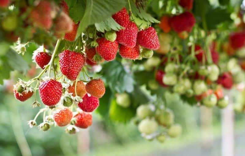 Технология выращивания вьющихся сортов клубники