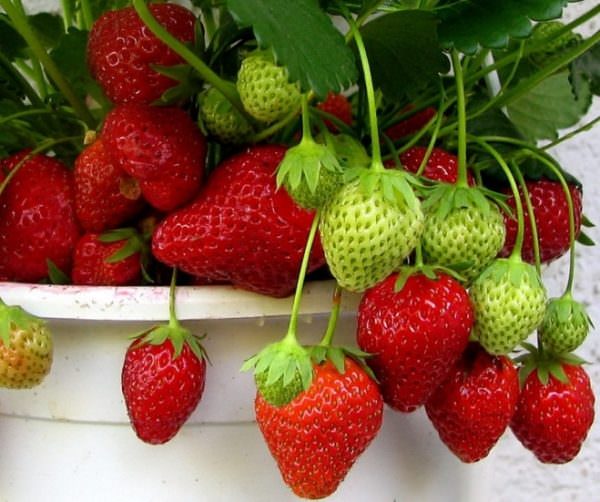 Технология выращивания вьющихся сортов клубники