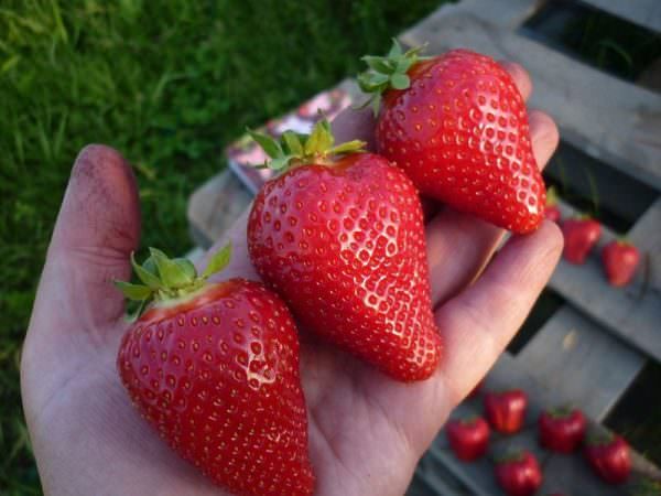 Технология выращивания вьющихся сортов клубники