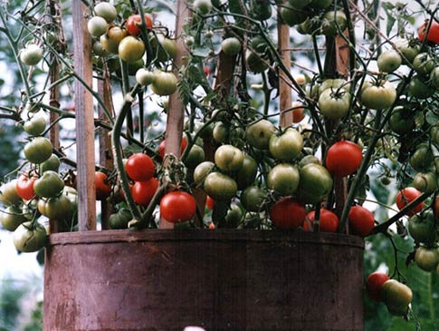 Технология выращивания зеленых помидоров в бочке