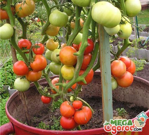 Технология выращивания зеленых помидоров в бочке