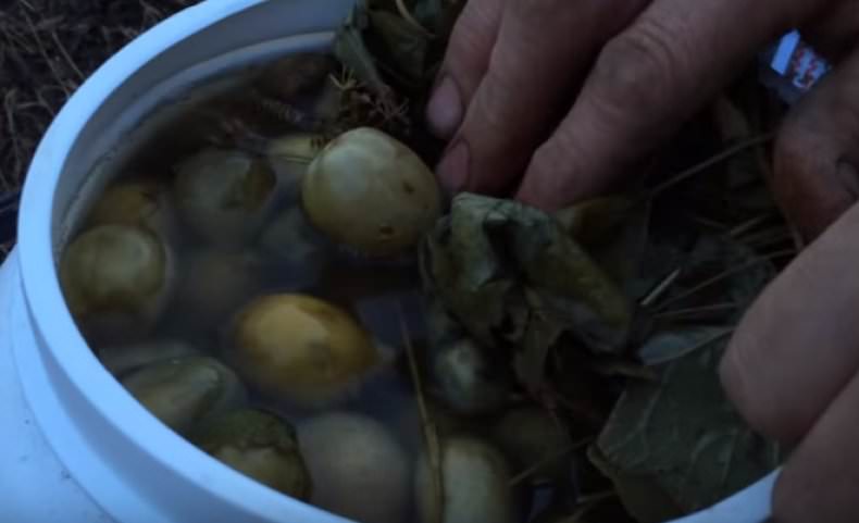 Технология выращивания зеленых помидоров в бочке