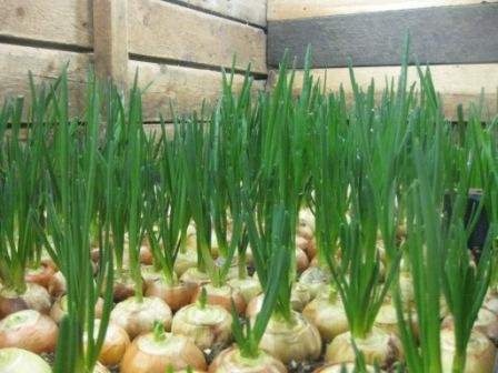 Технология выращивания зелёного лука зимой на подоконнике и в теплице