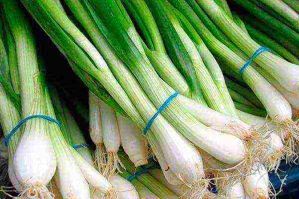 Технология выращивания зелёного лука зимой на подоконнике и в теплице