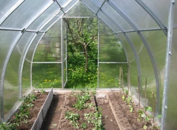 Теплица кремлевская стрелка: характеристика конструкции и этапы сборки